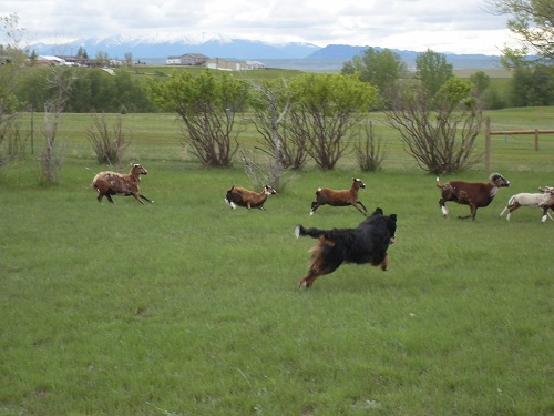 Bernese_Mountain_Dog_Herding.jpg