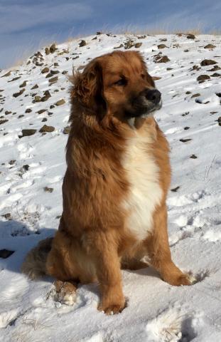 Leonberger best sale mix puppies