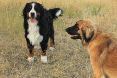 Leonberger x store bernese mountain dog