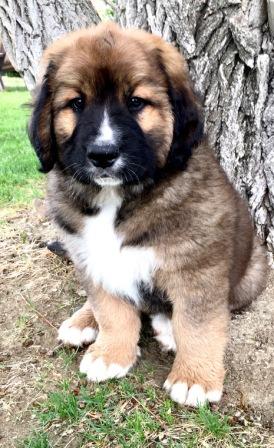 Bernese hot sale leonberger cross