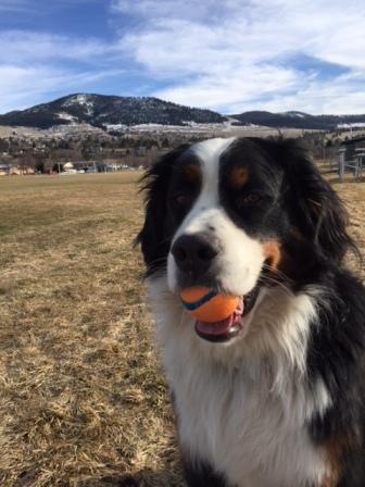 Rocky_with_ball.JPG